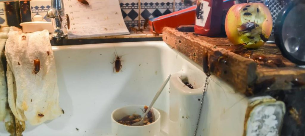 What Signs of Cockroach Infestation Might Food Workers Notice
